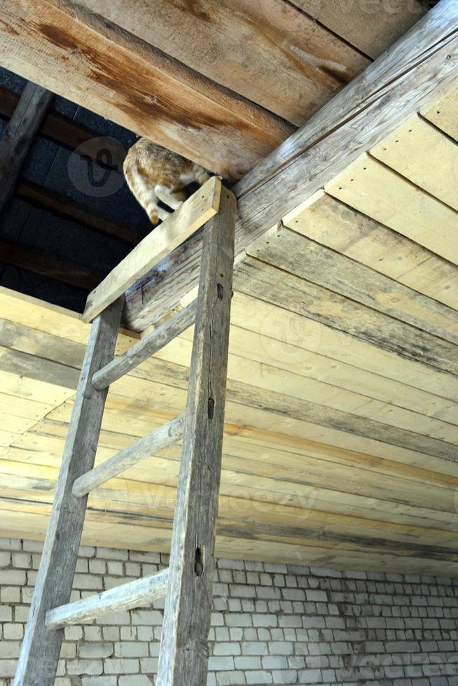 The ceiling is lined with boards. Construction of a residential building. A ginger cat climbed the stairs to the attic in an unfinished house. photo