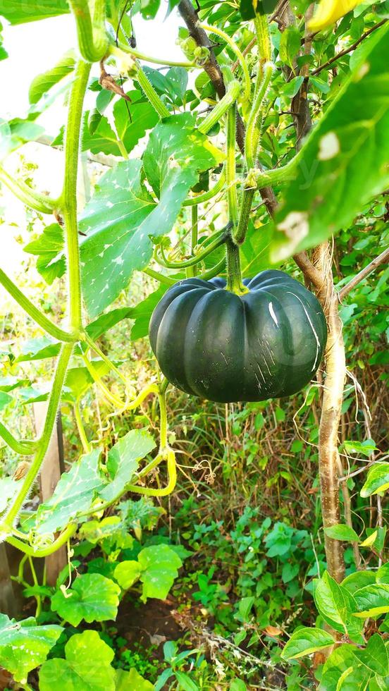 calabaza en crecimiento. una calabaza verde cuelga de una liana. colgar verduras. foto