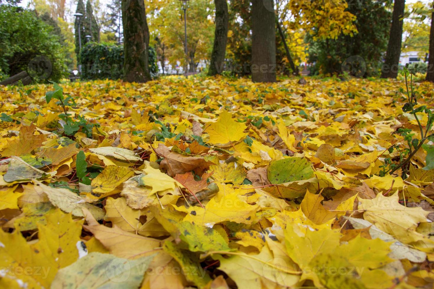 otoño brillante. hermoso paisaje otoñal con árboles amarillos, sol y follaje colorido en el parque. escena de otoño. verano indio. foto