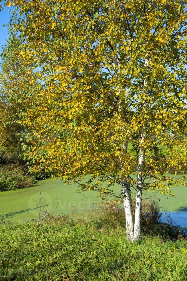 abedul en el otoño cerca de un estanque cubierto de maleza. árboles en follaje otoñal. foto