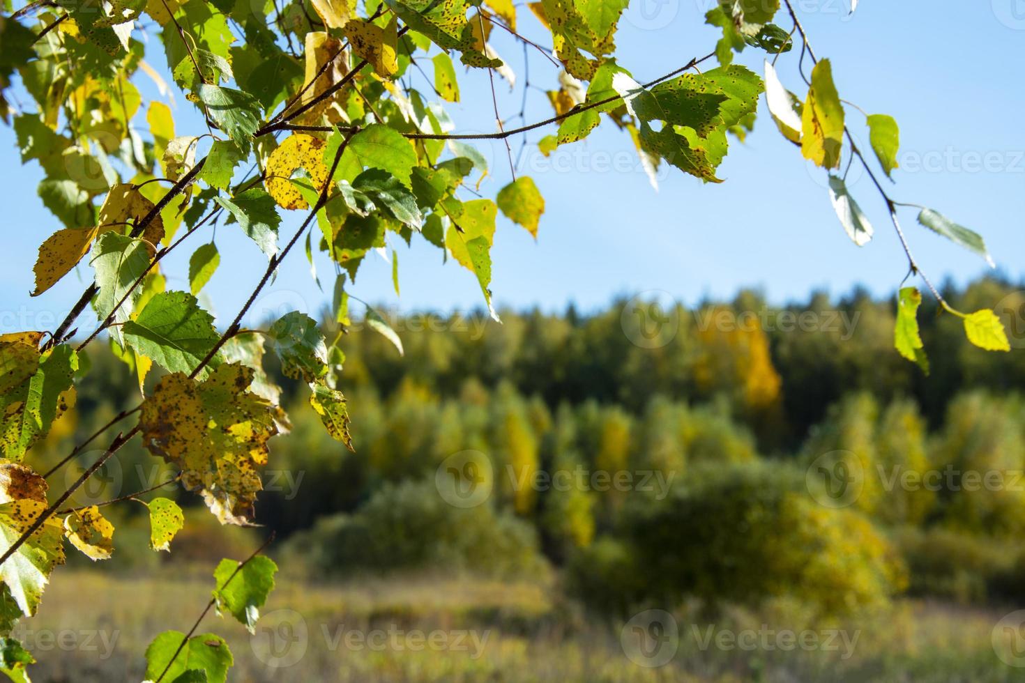 Autumn landscape. Bright autumn. Branch on the blurred horizon of the forest. photo