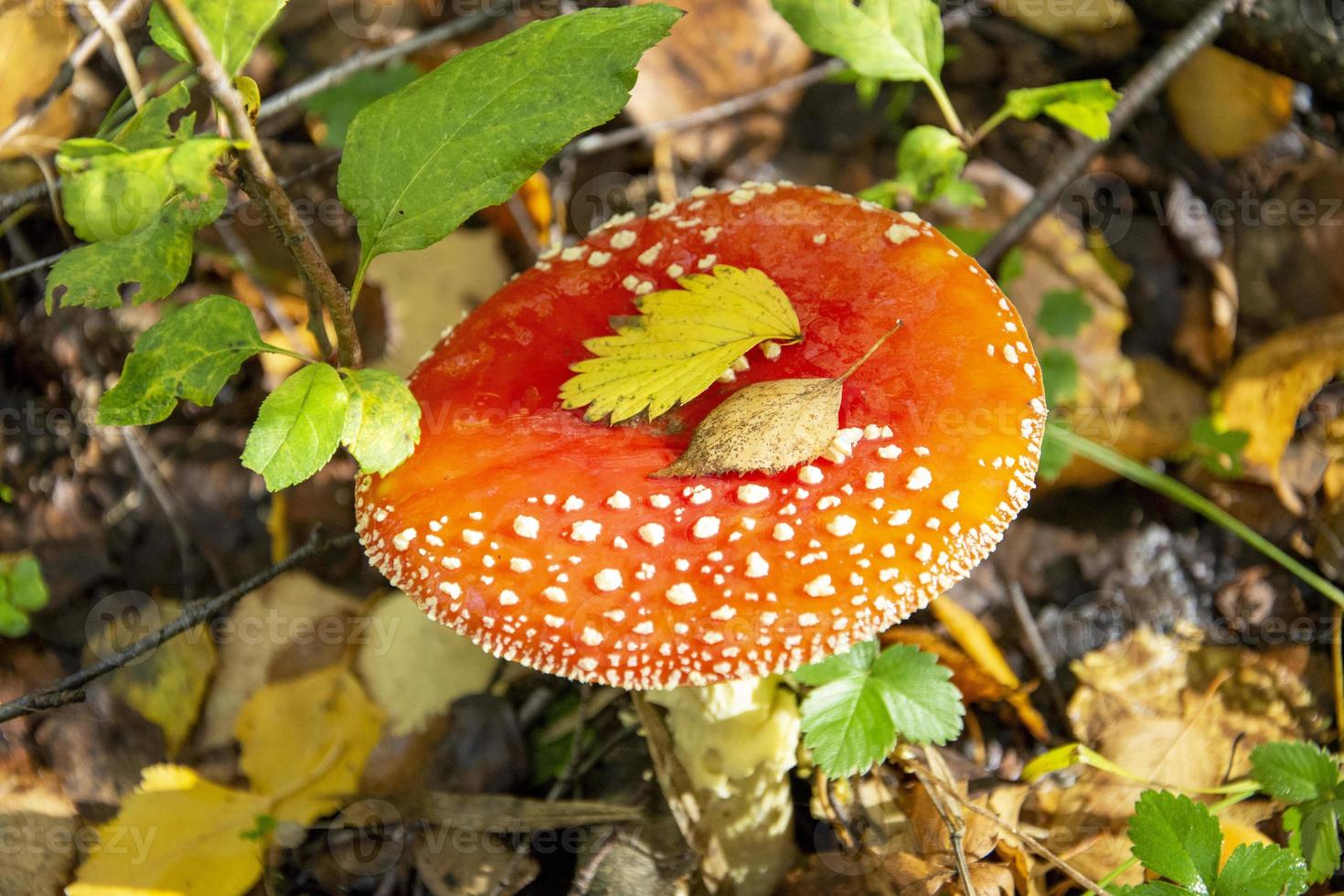 Poisonous mushrooms in the forest. Amanita mushroom with a beautiful cap grows in the grass. photo