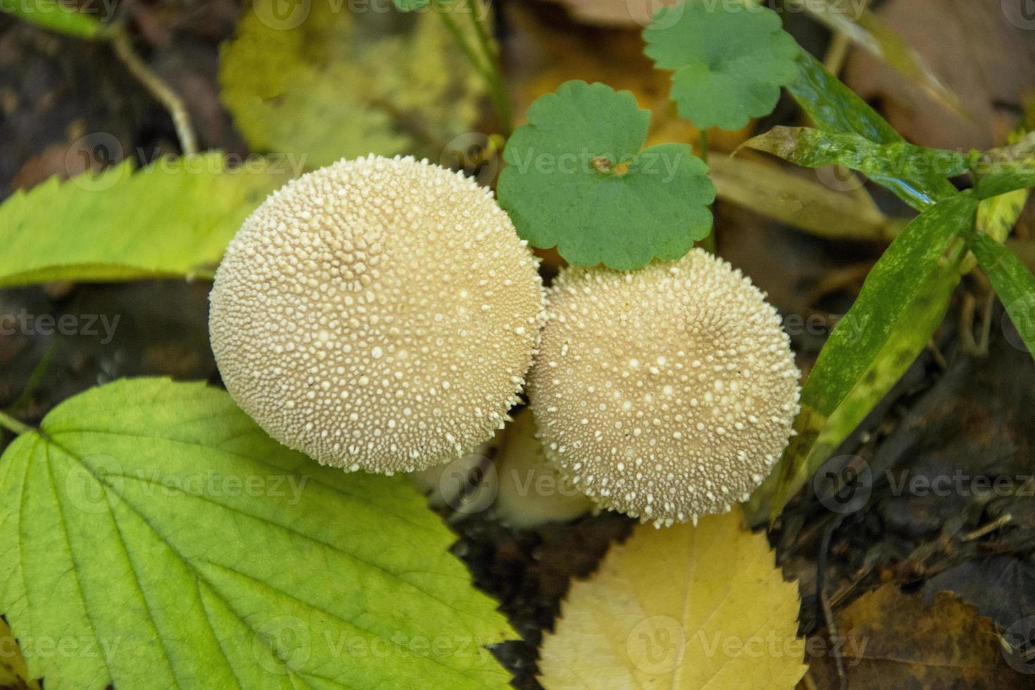 Poisonous mushrooms in the forest. The smoky mushroom grows in the grass. photo