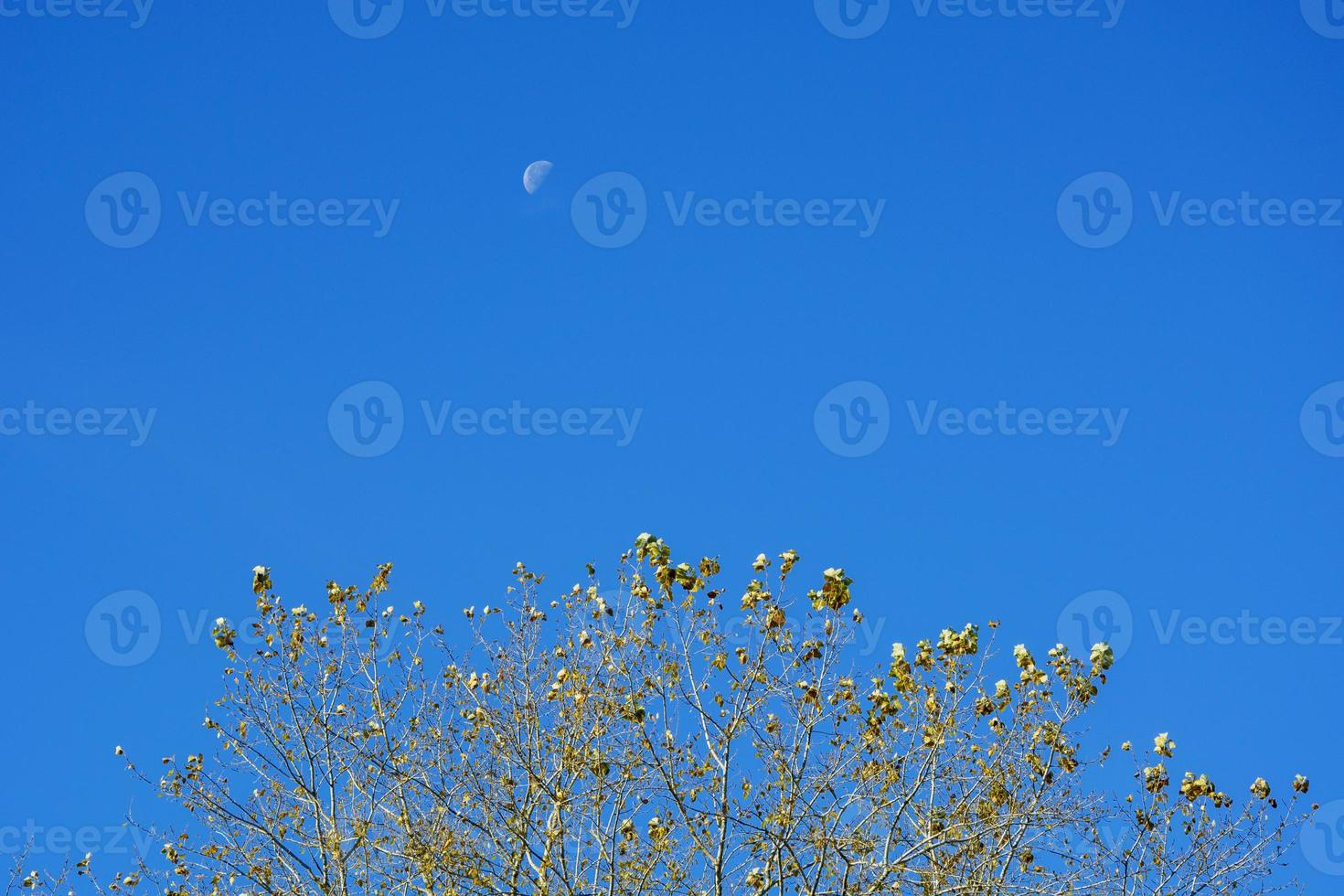 A month in the afternoon on a blue sky. The moon is visible during the daytime in autumn over the trees. photo