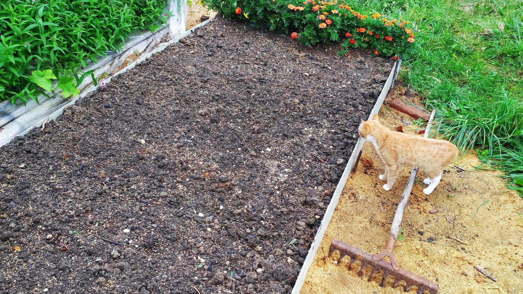 Sowing mustard siderates in the fall on the ridge in the garden. Ginger cat walks in the garden. photo