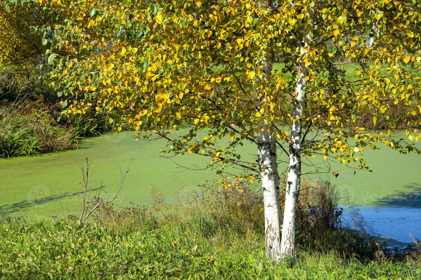 Birch in the fall by the pond. Trees in autumn foliage. photo