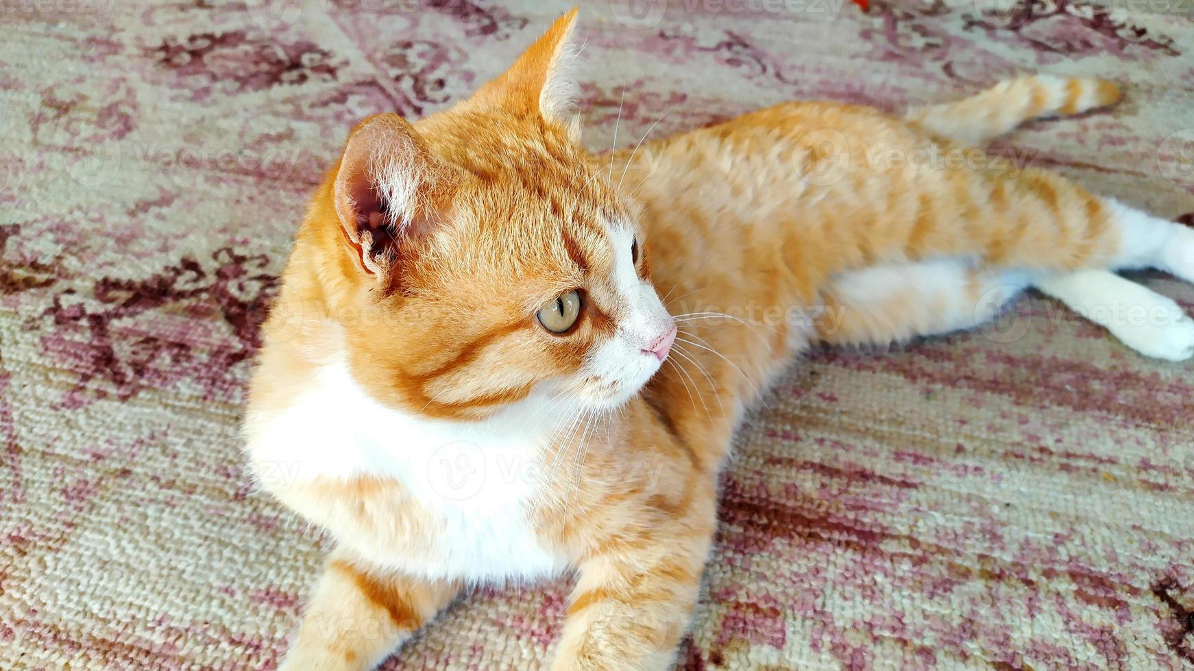 Ginger cat close up. The cat lies on the carpet and looks away. photo