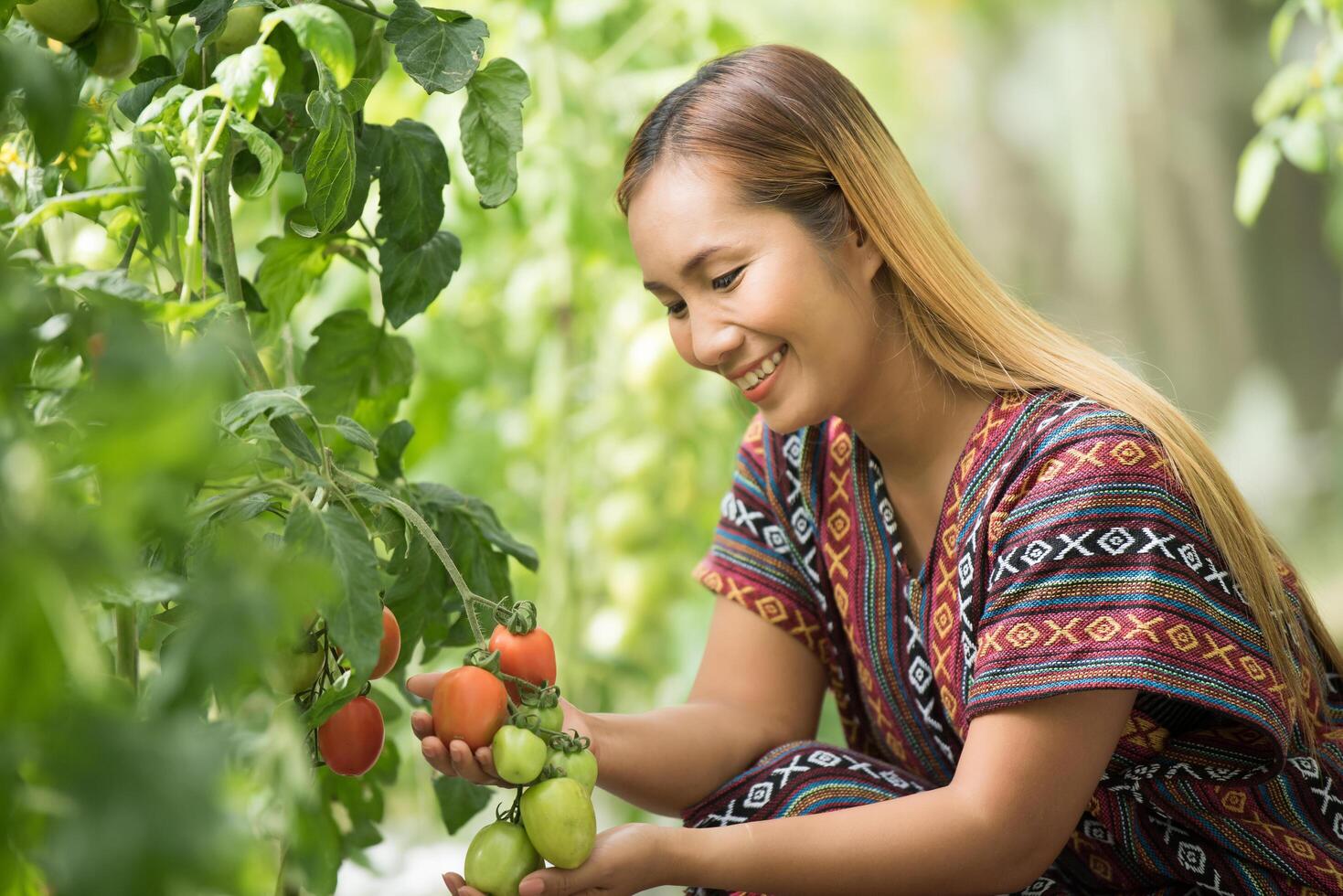 La agricultora control de tomate en la granja de tomates foto