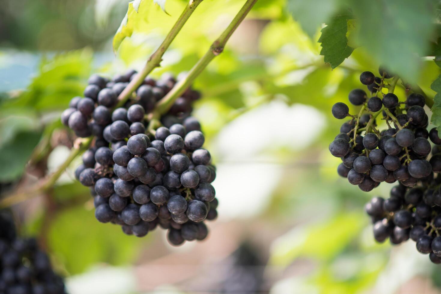 Grape harvest farm photo