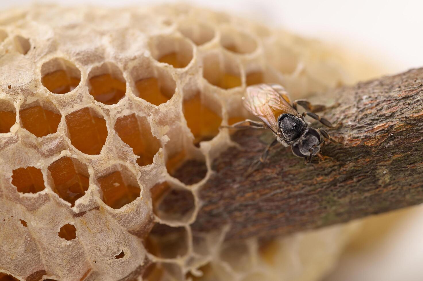 macro bee and honeycomb nature photo