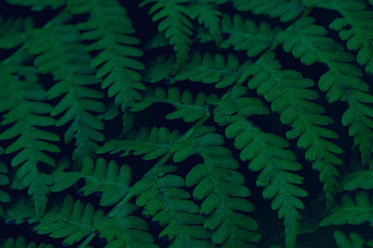 background leaves green in nature photo
