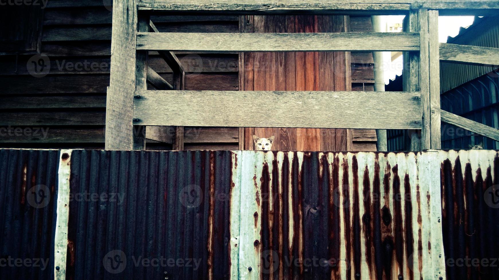 the hiding cat photo