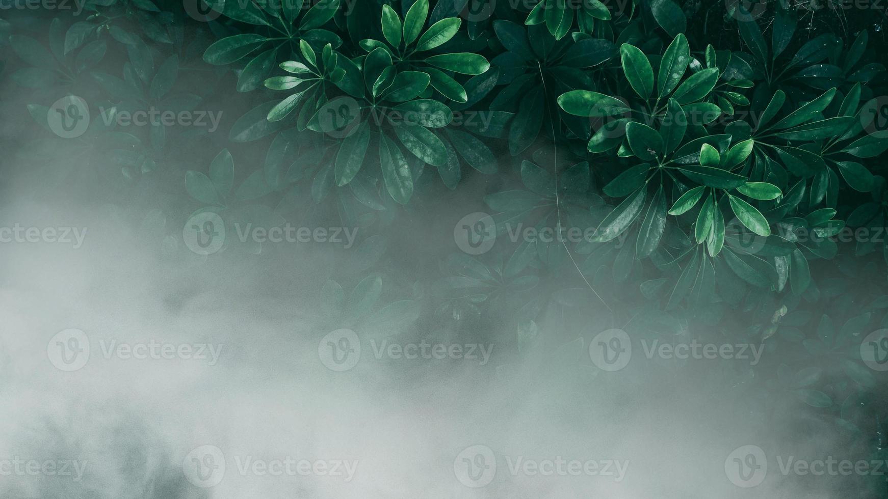 Vertical garden with tropical green leaf with fog and rain, Dark tone photo