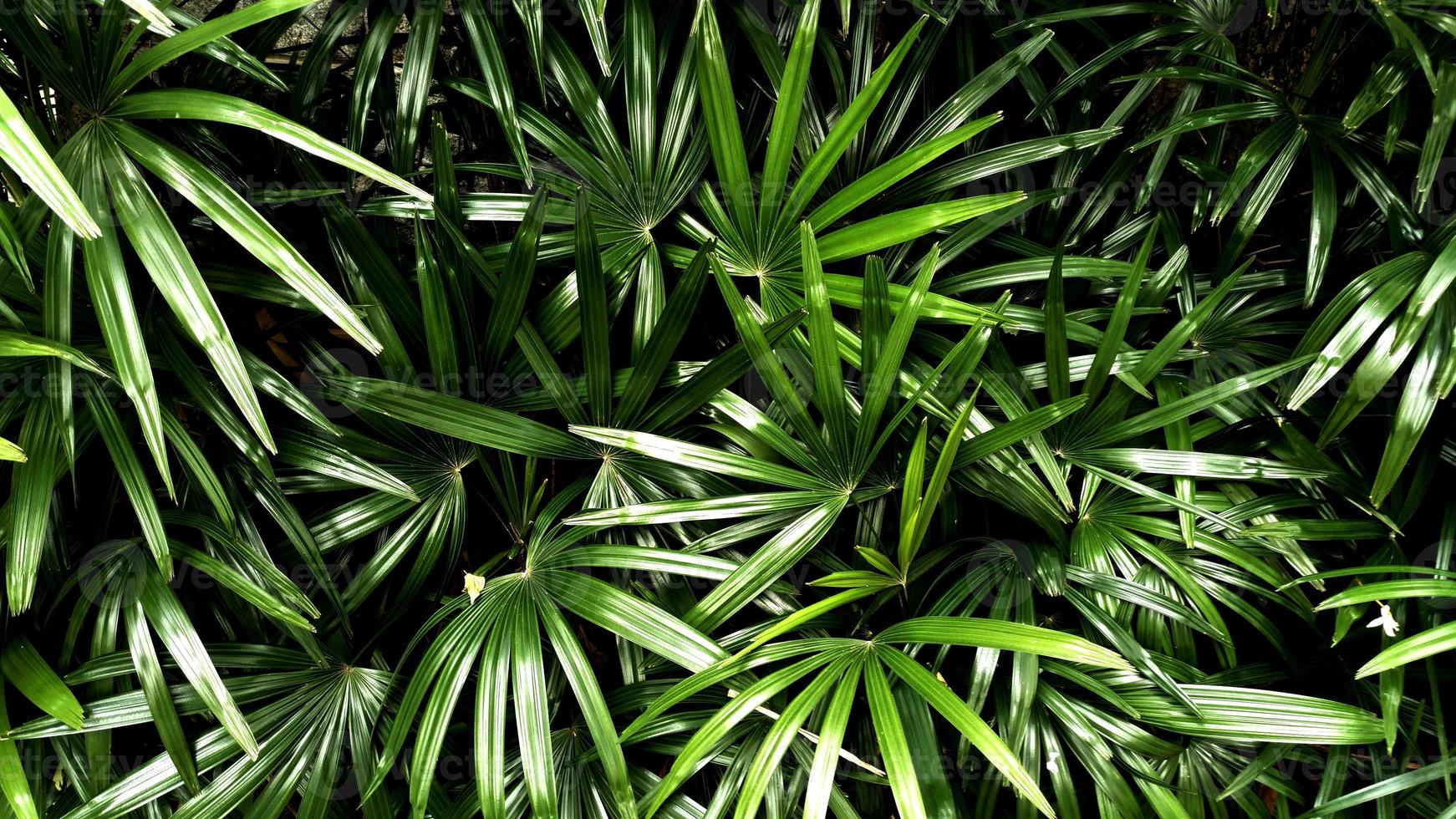 Tropical green leaf photo