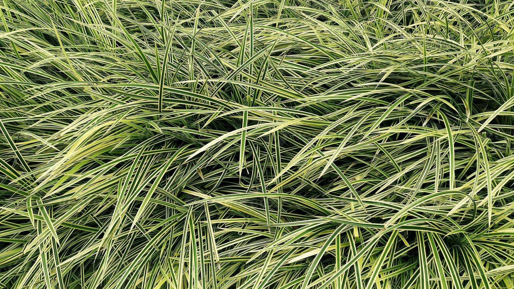 Tropical green leaf photo