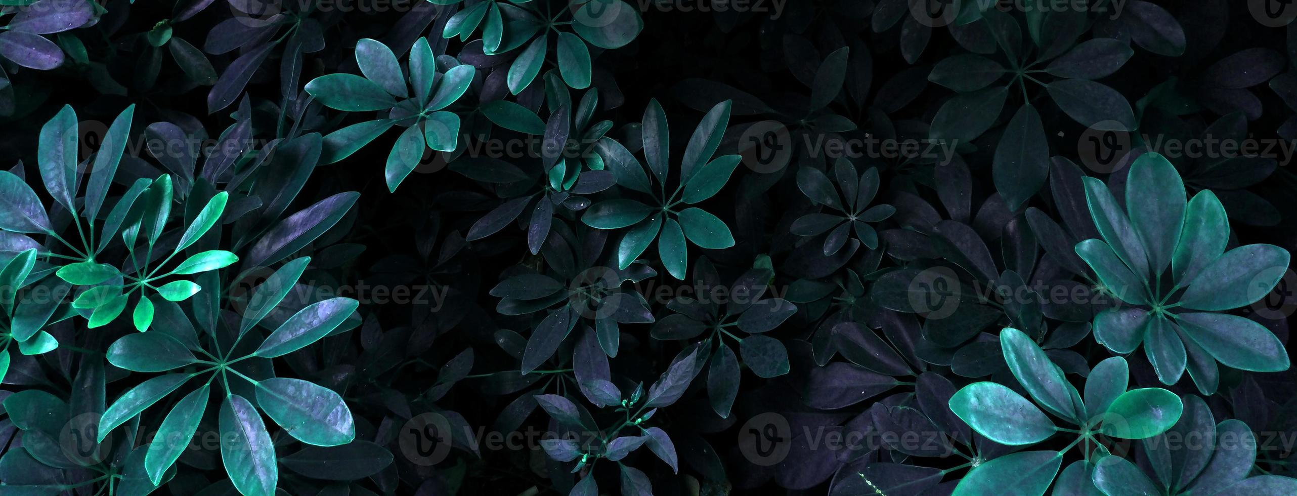 tropical glowing leaves. photo