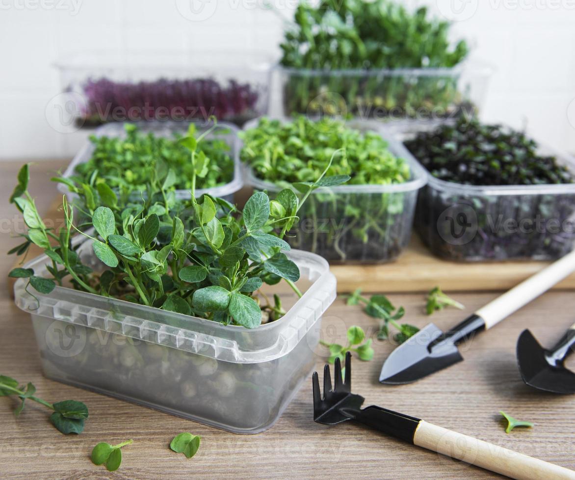 Surtido de micro greens en mesa de madera foto