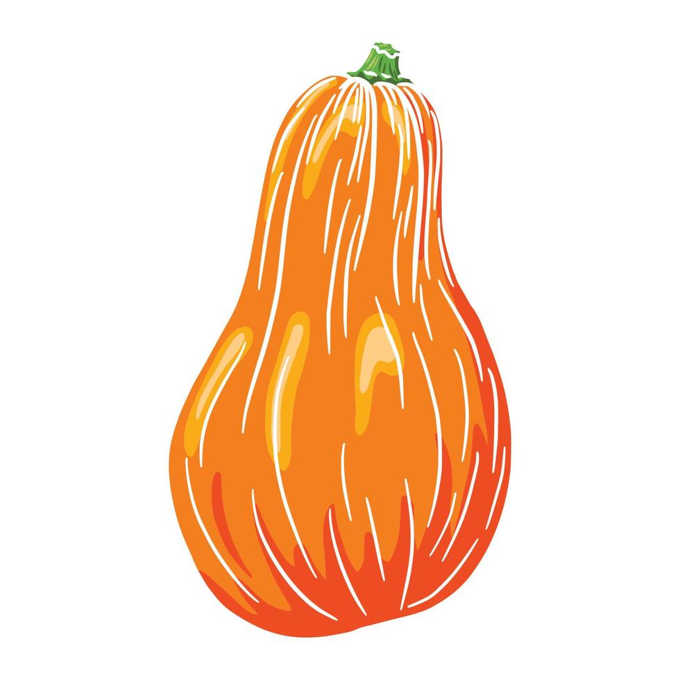 Butternut Squash. Autumn pumpkin Icon. Fresh gourd sketch. Element for autumn decorative design, halloween invitation, harvest, sticker, print, logo, menu, recipe vector