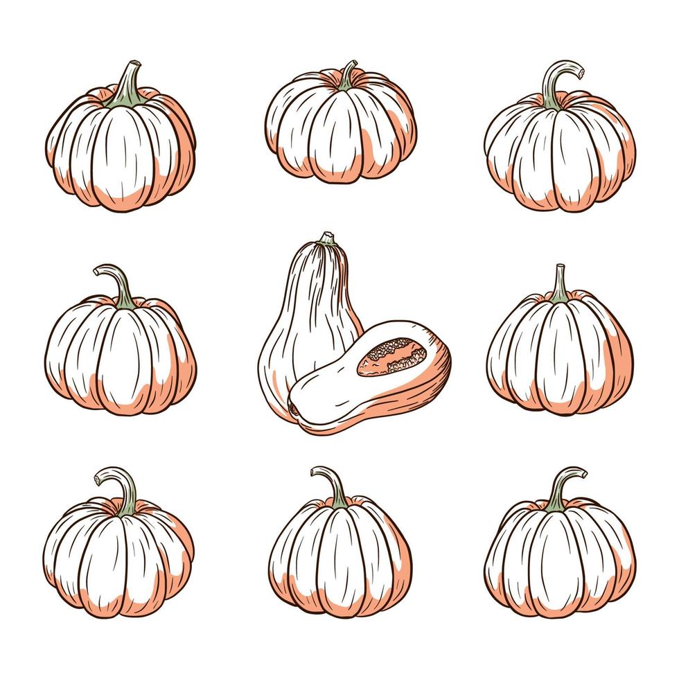 Fresh Pumpkin Illustrations Set. Squash sketches collection for stickers, prints, invitation, menu and greeting cards design and decoration vector