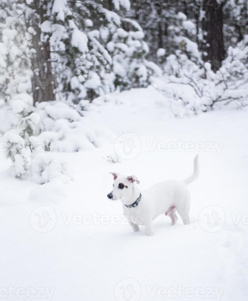 Jack Russell Terrier en la naturaleza en invierno foto