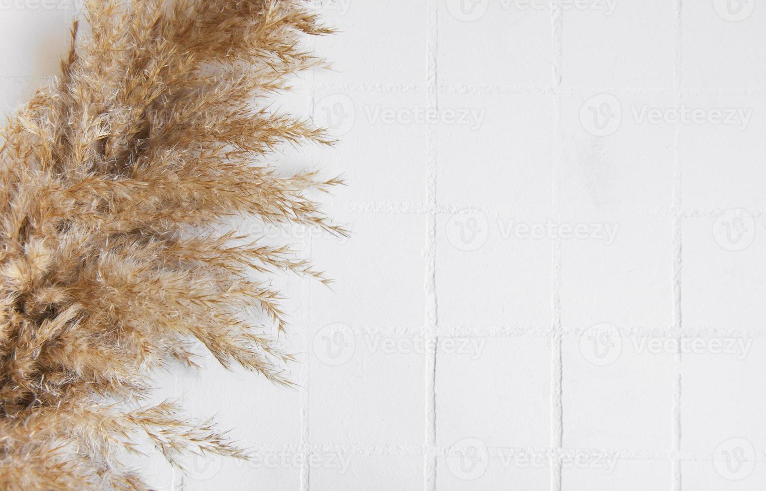 Flatlay of pampas grass on tile background photo