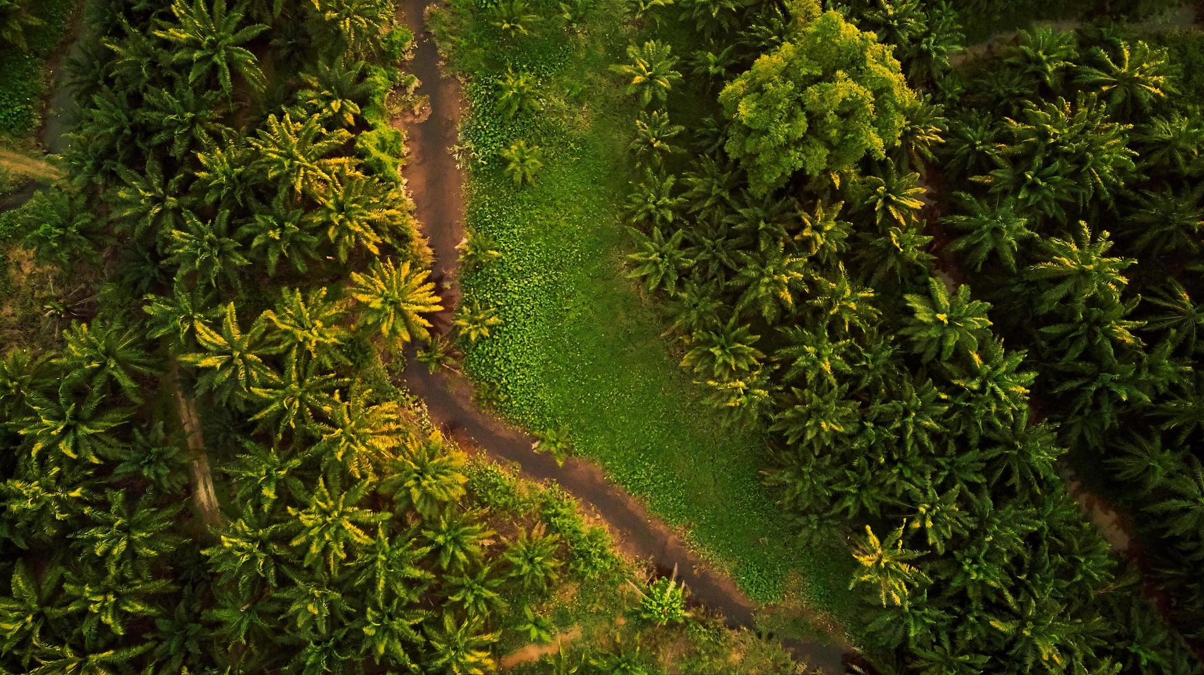 Foto de la vista superior de la carretera sin asfaltar rodeada de árboles