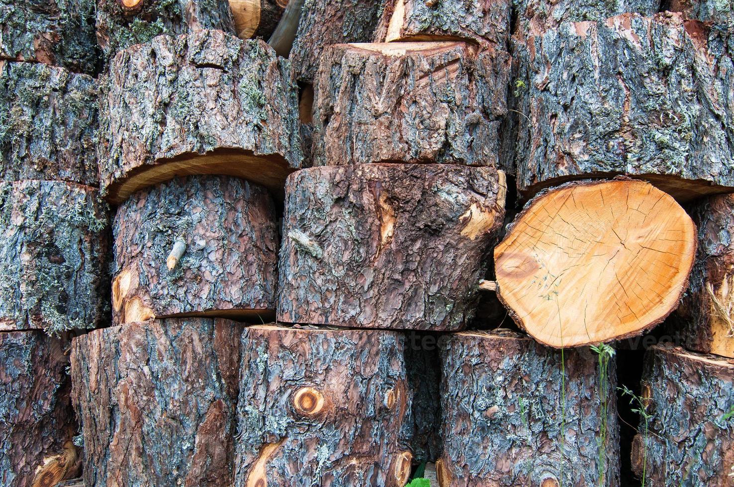 Of cut tree trunks stacked photo