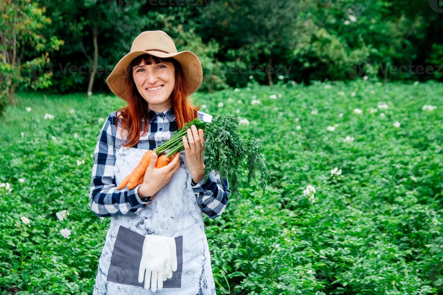 Woman farmer holds a bunch of carrots in her vegetable garden photo