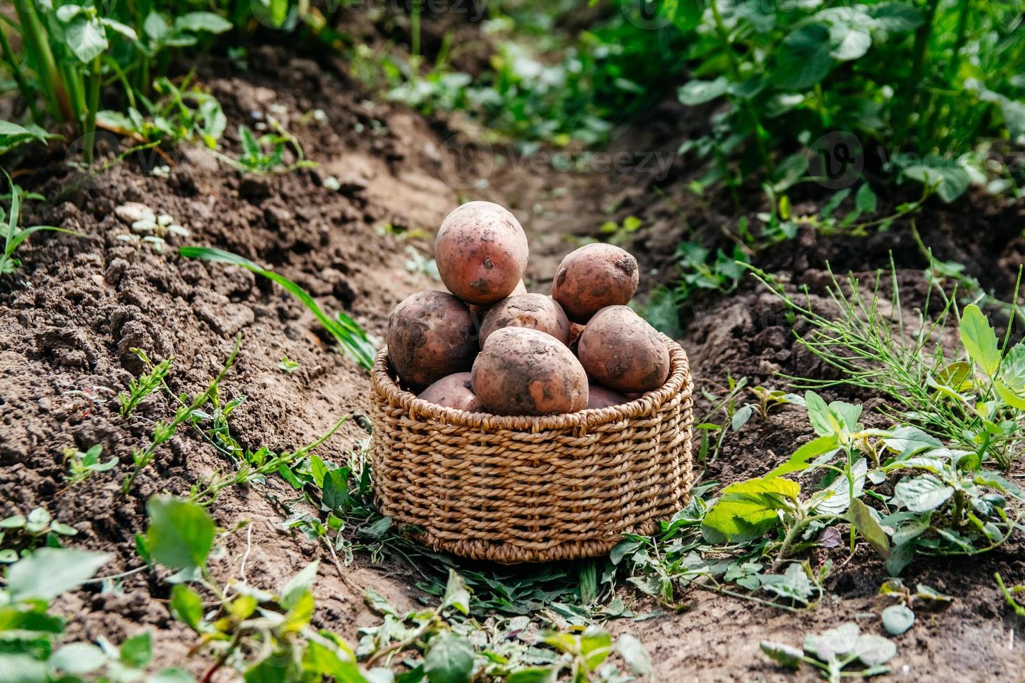 cosechando papas en una canasta de mimbre foto