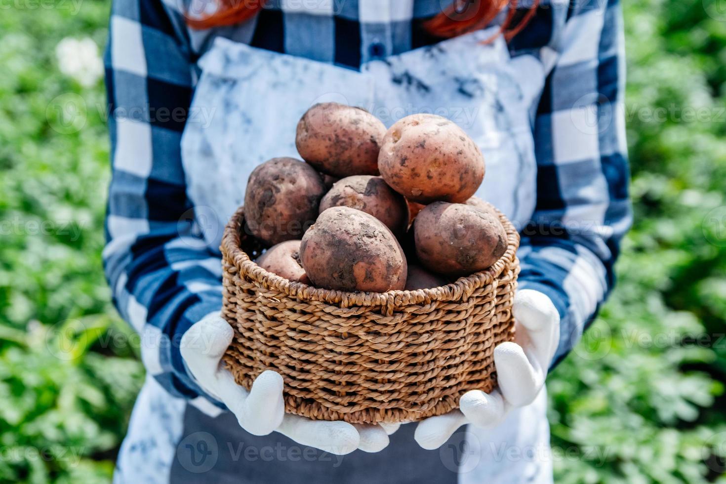 Patatas en una canasta de mimbre en manos de una agricultora contra el telón de fondo de follaje verde foto