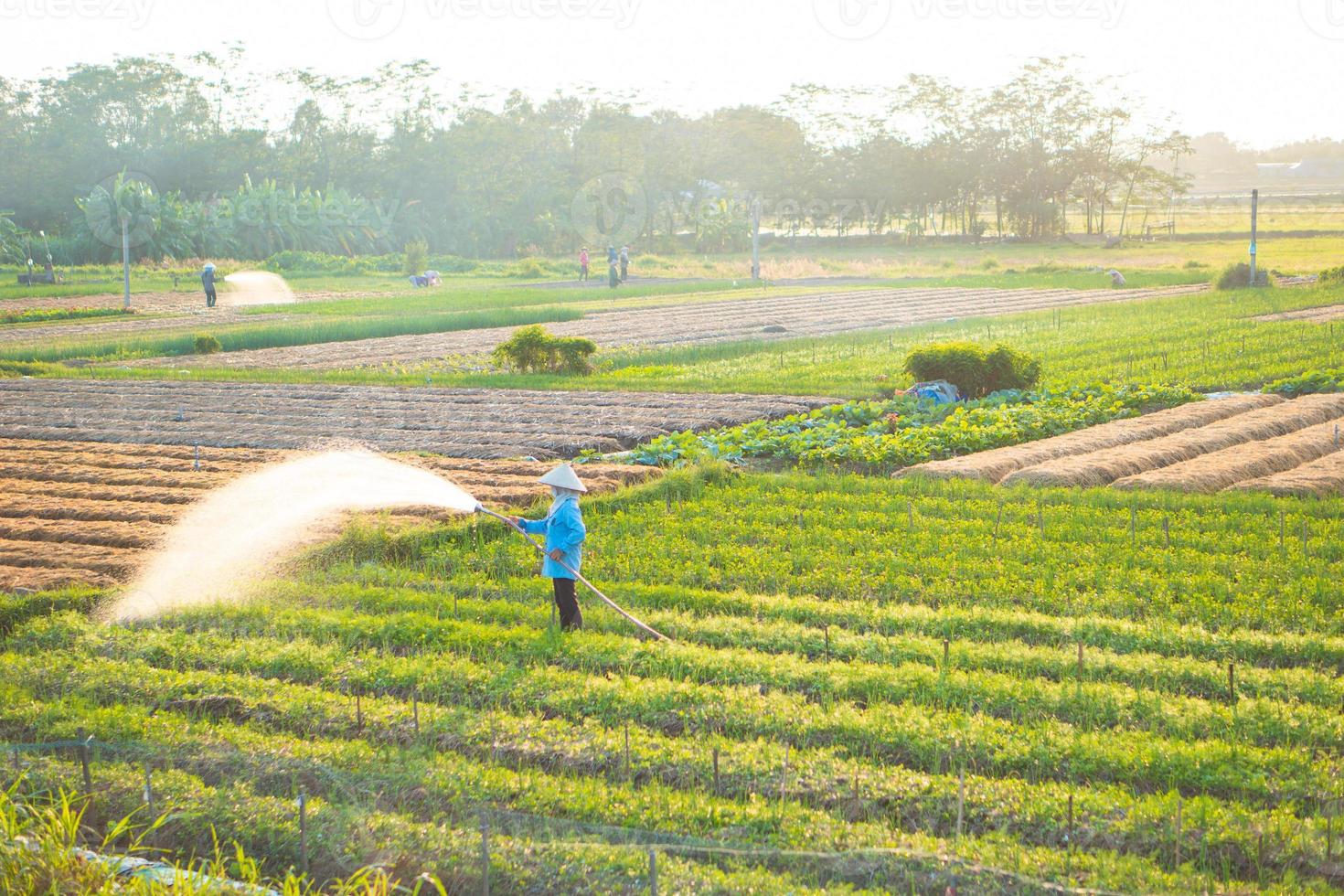 farmer is watering her onion field, in the sunny afternoon photo