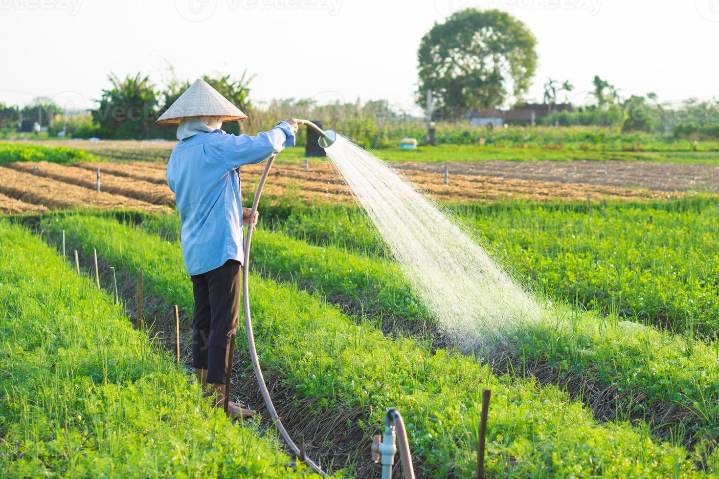 farmer is watering her onion field, in the sunny afternoon photo