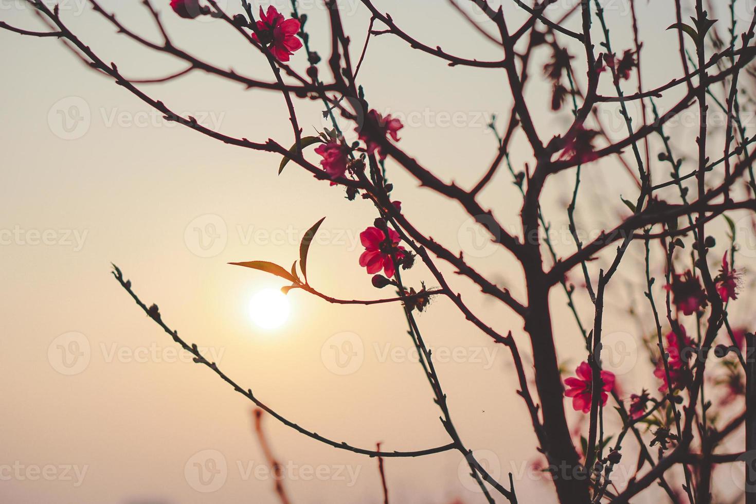 hermosas fotos de flor de cerezo bajo la puesta de sol