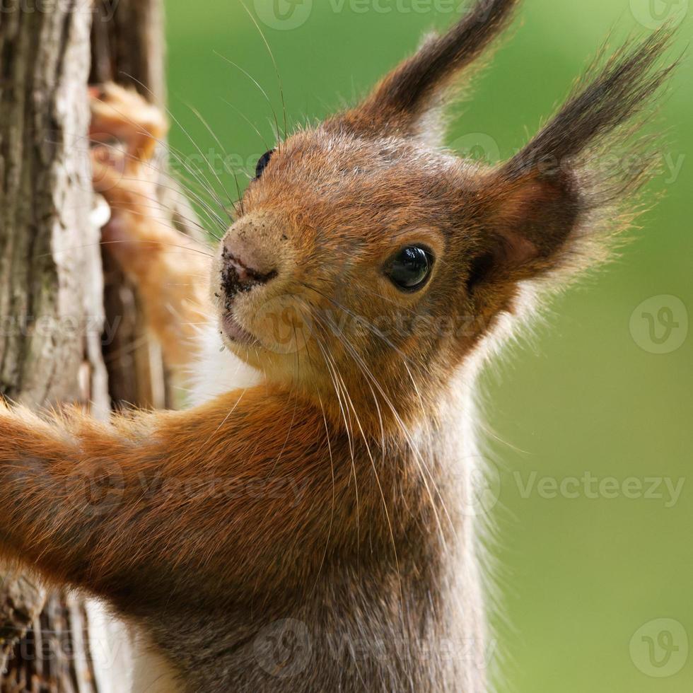 portrait of a squirrel on a tree trunk photo