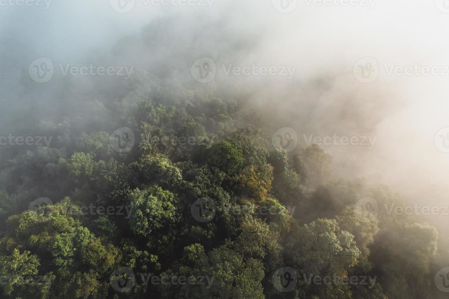 niebla de la mañana en el bosque desde arriba foto