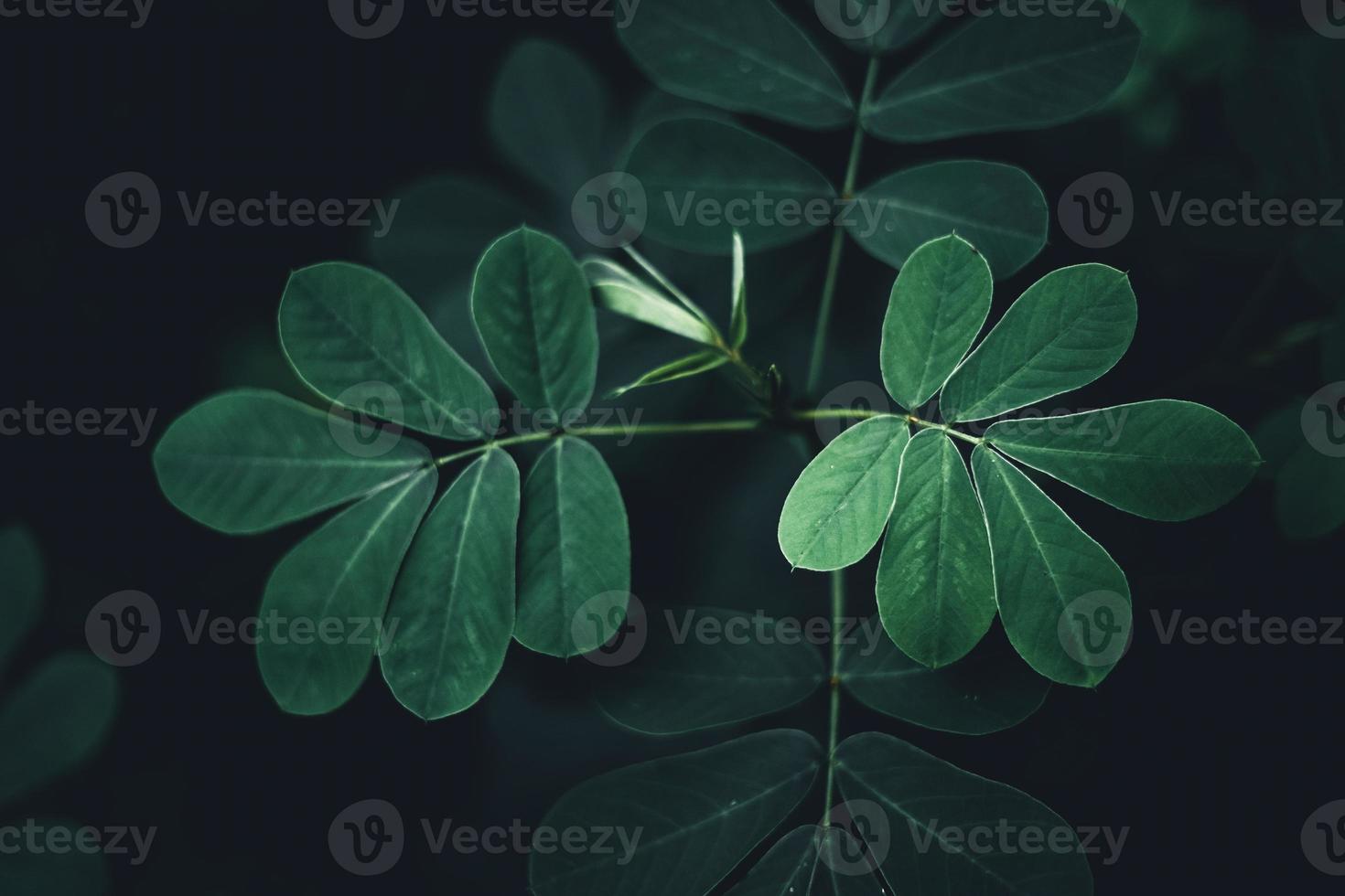 primer plano, de, hojas verdes oscuras foto