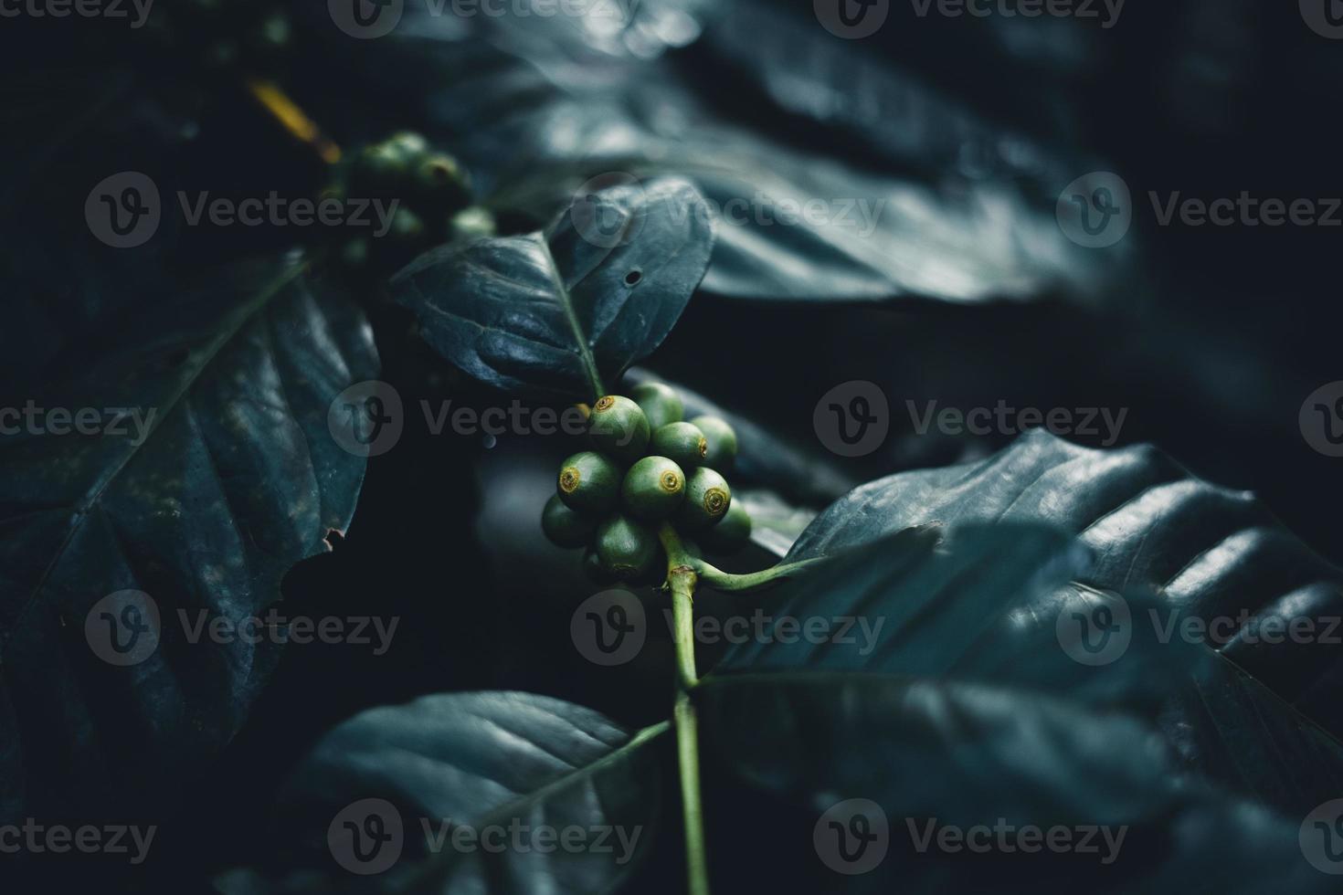 Trees and coffee trees in the foggy forest photo