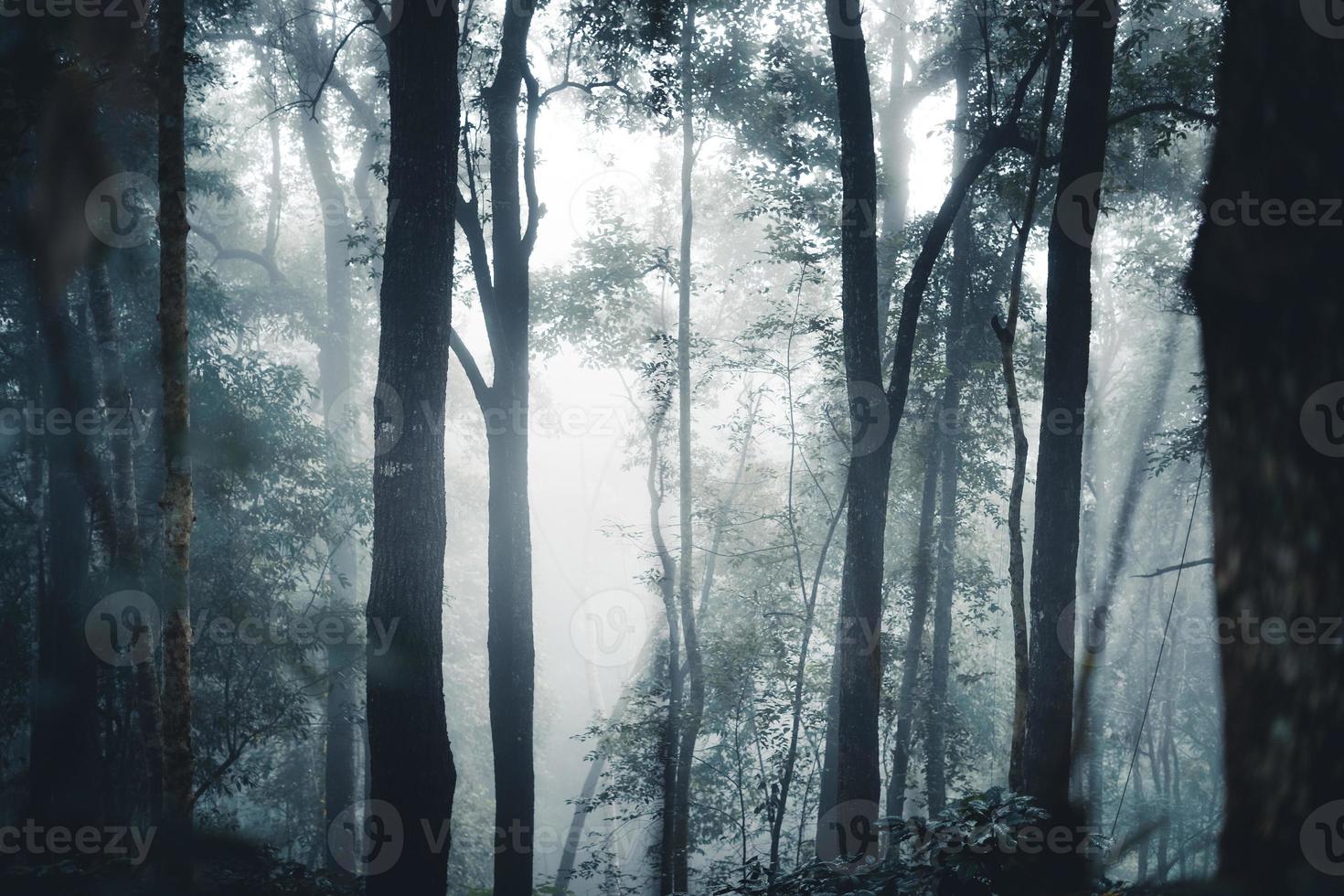 Trees and coffee trees in the foggy forest photo