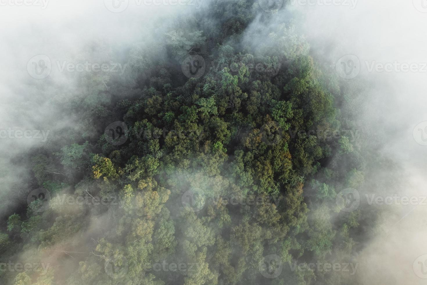 niebla de la mañana en el bosque desde arriba foto