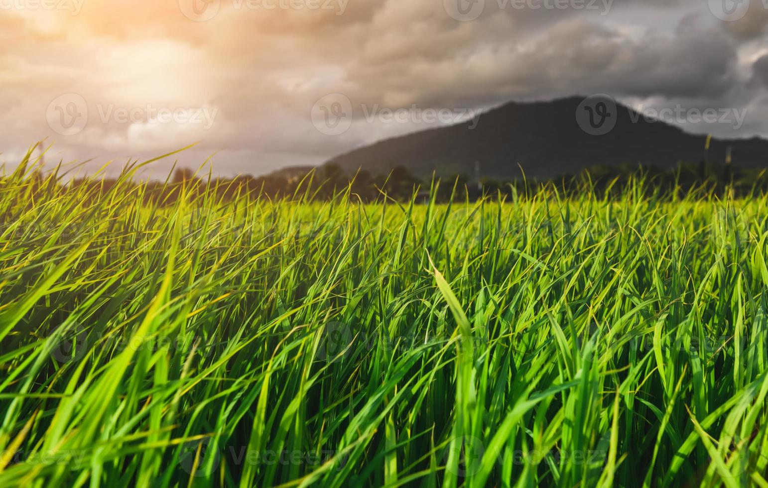 prado de arroz verde o pastizal con nubes lluviosas. foto