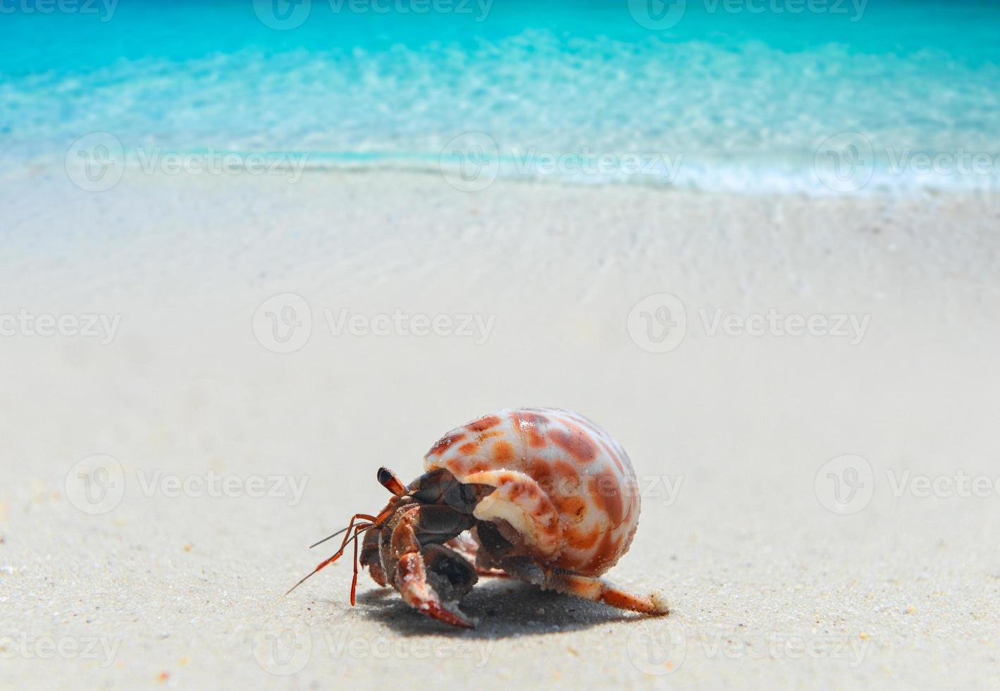 cangrejo ermitaño caminando por la playa. foto