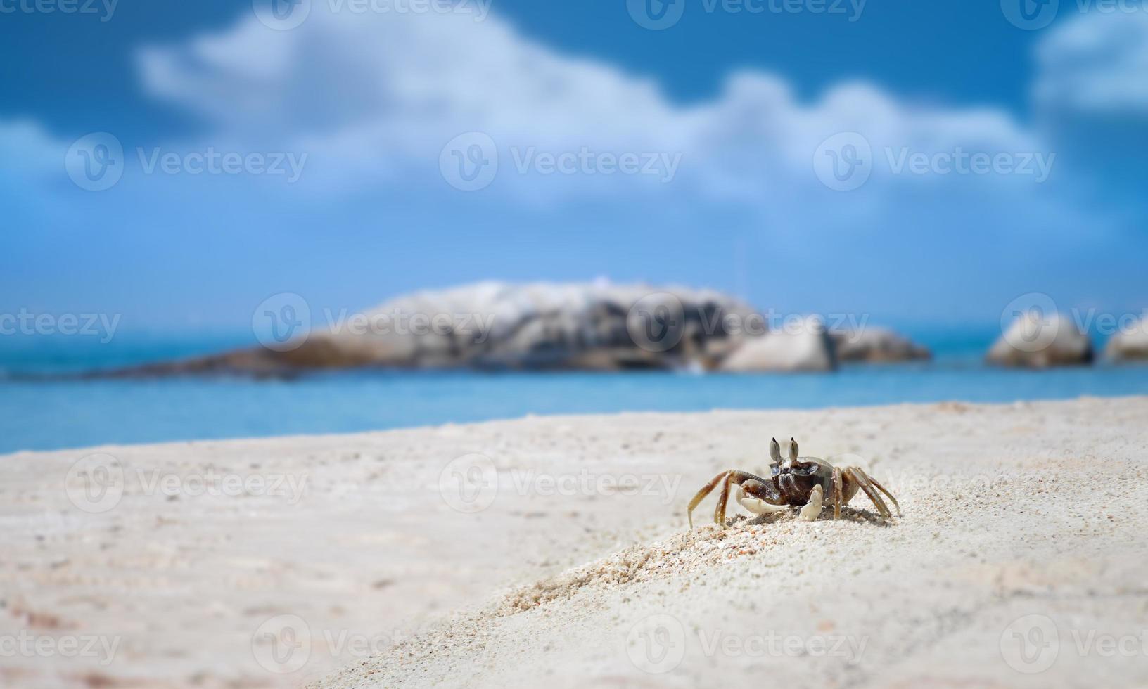 cangrejo fantasma en la playa de arena y el mar. foto