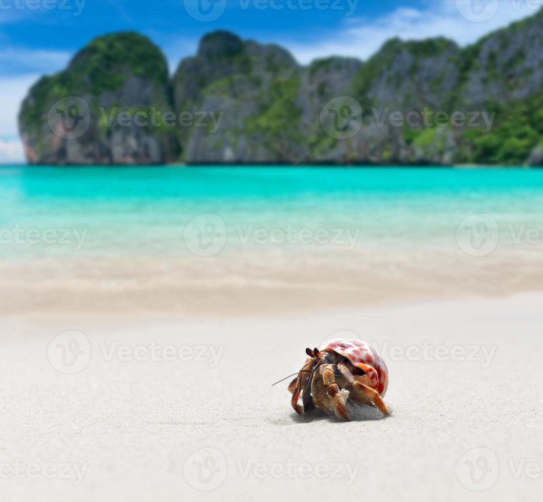 cangrejo ermitaño caminando por la playa. foto