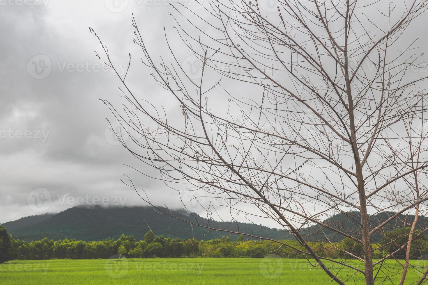 Vista del paisaje del campo de cultivo de prado de arroz verde. foto