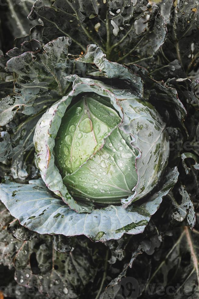 Fresh cabbage in garden. photo