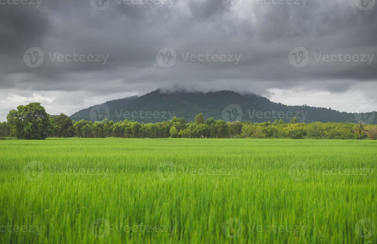 Lanscape view of green rice meadow farm field. photo