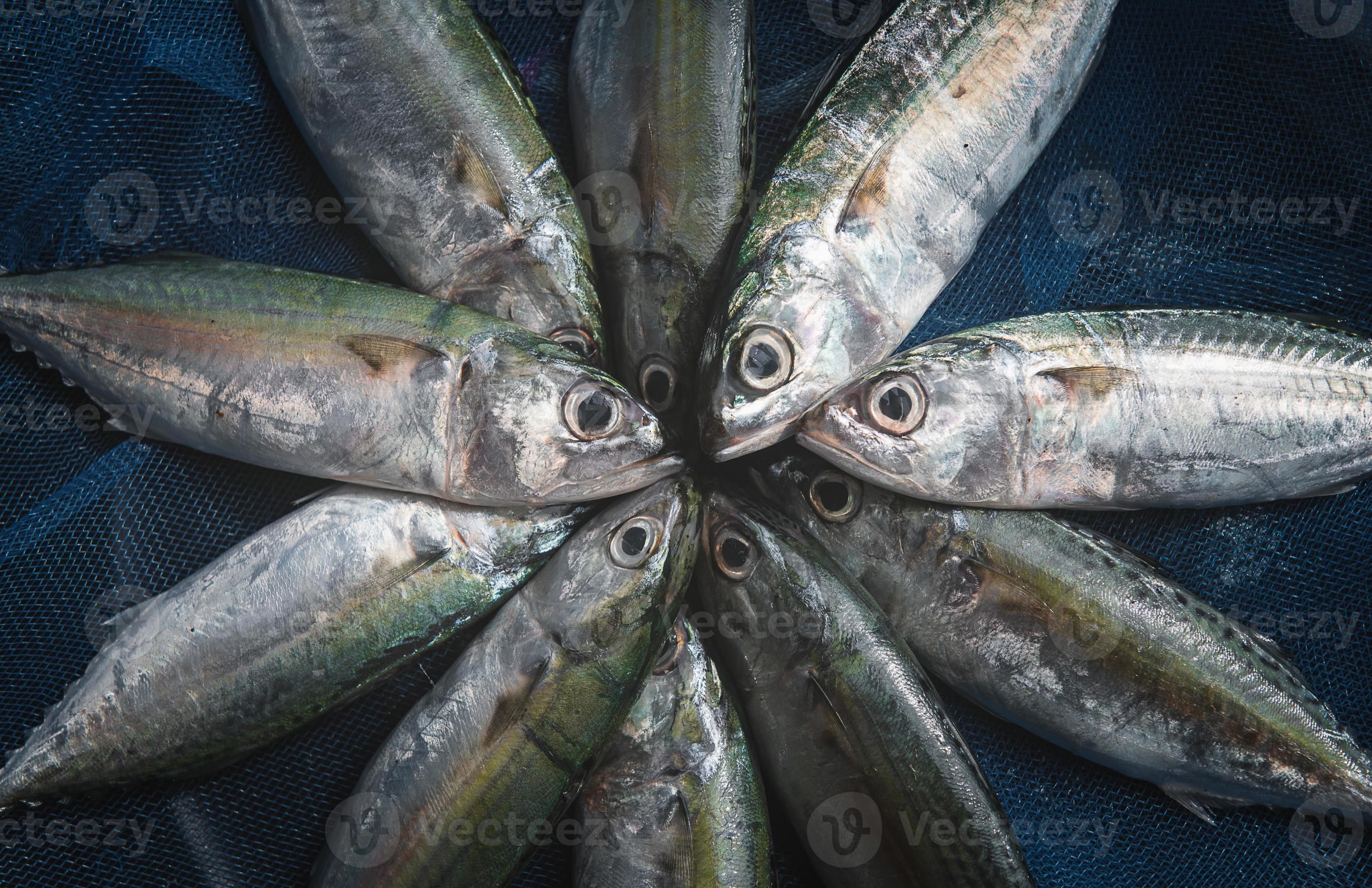 Fresh Mackerel sardine fishes. 3671995 Stock Photo at Vecteezy