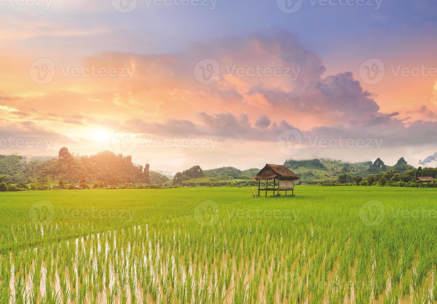 Rice paddy field lanscape with warm sky color. photo