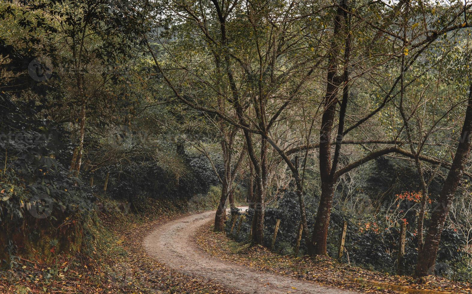 pequeño camino en el bosque. foto