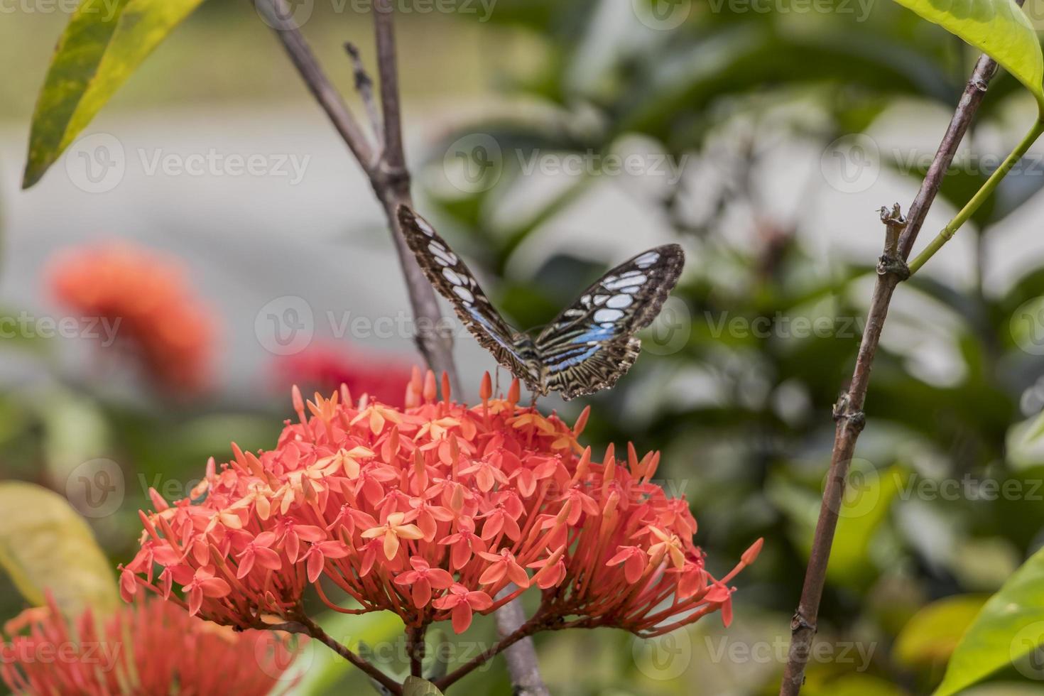 Blue sail butterfly Parthenos sylvia flies off from flower. photo